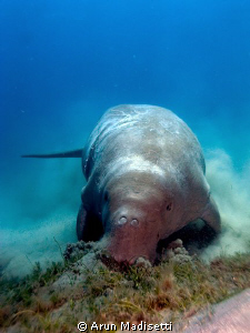 Arabian Dugong by Arun Madisetti 
